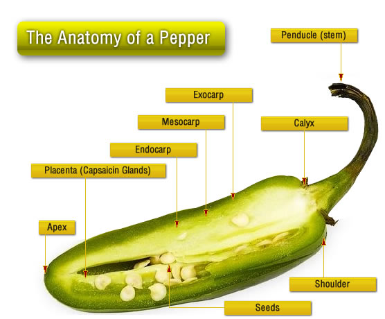 Anatomy of the Jalapeño Pepper